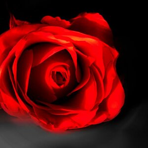 rose