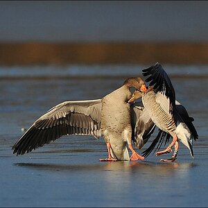 acomp bramfsee 0155