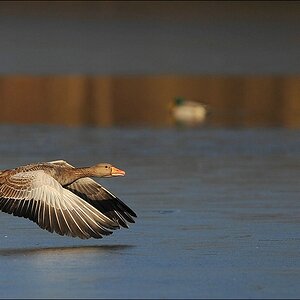 acomp bramfsee 0259