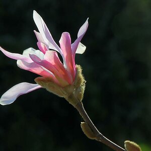 Magnolie