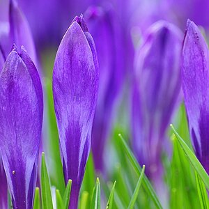 Krokusse