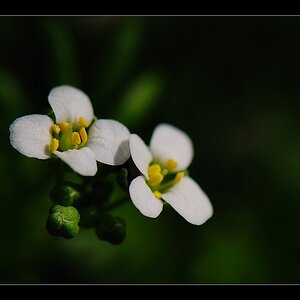weisse Blümchen