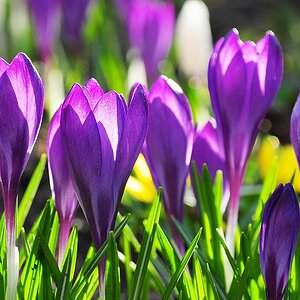 Krokusse