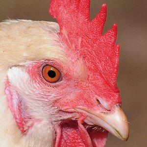Huhn