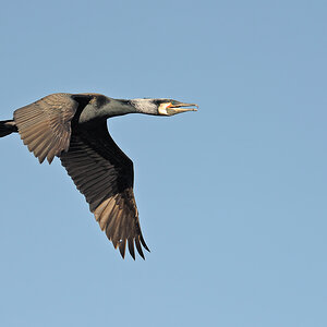 Kormoran  11B 7006 NX 02. April 2011 001
gezeigt in: "zeigt her eure Vögel"