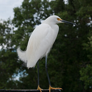 Vögel 5