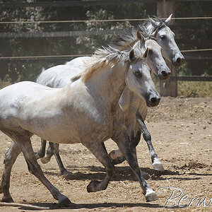 Synchronschimmel