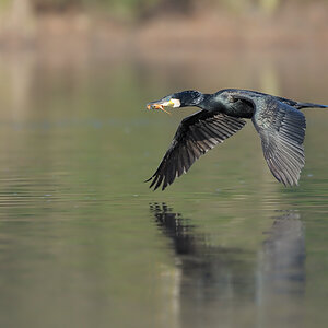 Kormoran  11B 7281 NX 03. April 2011 001
gezeigt in: "zeigt her Eure Vögel"