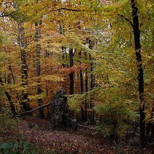 k Herbst im Wald 3