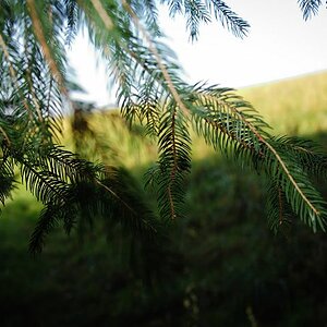 k Herbst im Wald 5