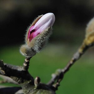 Magnolie 02b
