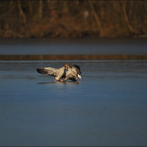 aacomp bramfsee 0157