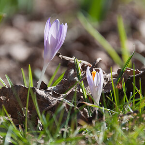 Frühling