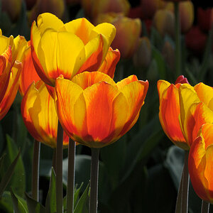 DSC 2223 Tulpen Macro Forum