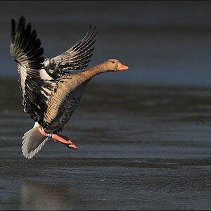 aacomp bramfsee 0409