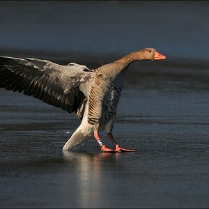 aacomp bramfsee 0411