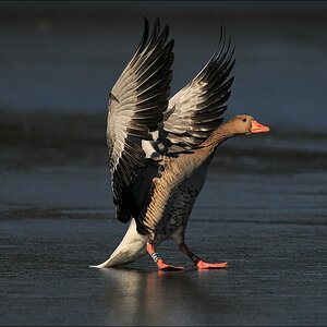 aacomp bramfsee 0412