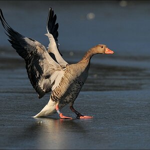 aacomp bramfsee 0414