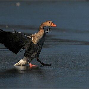 aacomp bramfsee 0415