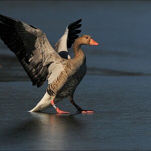 aacomp bramfsee 0416