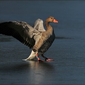 aacomp bramfsee 0417