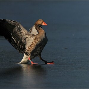 aacomp bramfsee 0418