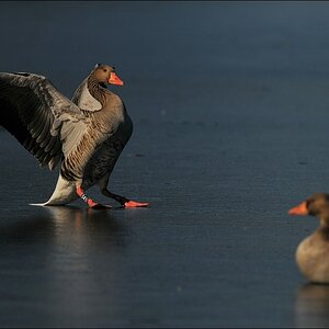 aacomp bramfsee 0419