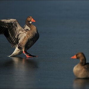 aacomp bramfsee 0420