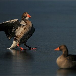 aacomp bramfsee 0421