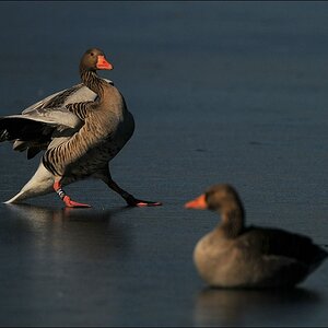 aacomp bramfsee 0422