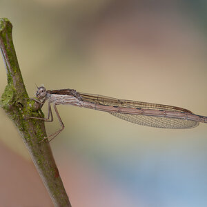 DSC 2807 NFF
