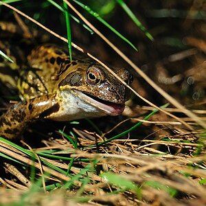 Frosch