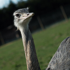 Emu