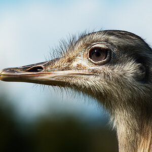 Emu