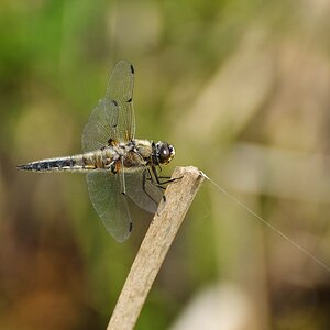 comp DSC 4063