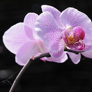 20110418 142713