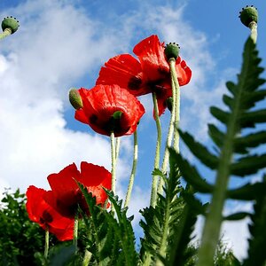 Mohn nach einem Gewitterregen