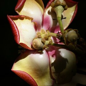Kanonenkugelbaum, Couroupita guianensis, Rückansicht