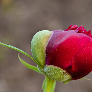 pfrose001