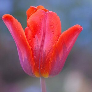 Frühling