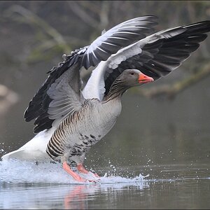 aacomp bramfsee 20110402 0157