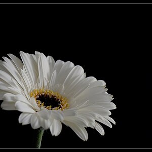 weisse Gerbera