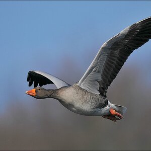 aacomp bramfsee 20110402 0979