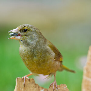 20110404 25098 [NIKON D2Xs] 600 mm,1 60 Sek. bei ƒ   5,0