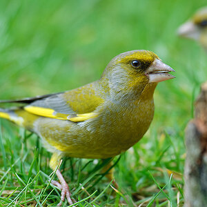 20110404 25094 [NIKON D2Xs] 600 mm,1 80 Sek. bei ƒ   5,0