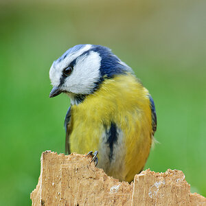 20110404 25106 [NIKON D2Xs] 600 mm,1 80 Sek. bei ƒ   5,0