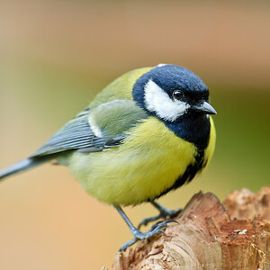 20110404 25110 [NIKON D2Xs] 600 mm,1 60 Sek. bei ƒ   5,0