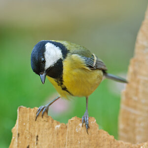 20110404 25128 [NIKON D2Xs] 600 mm,1 125 Sek. bei ƒ   5,0