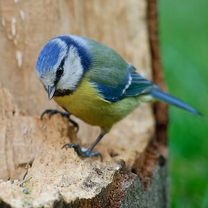 20110404 25165 [NIKON D2Xs] 600 mm,1 100 Sek. bei ƒ   5,0
