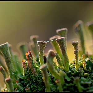 Pilze